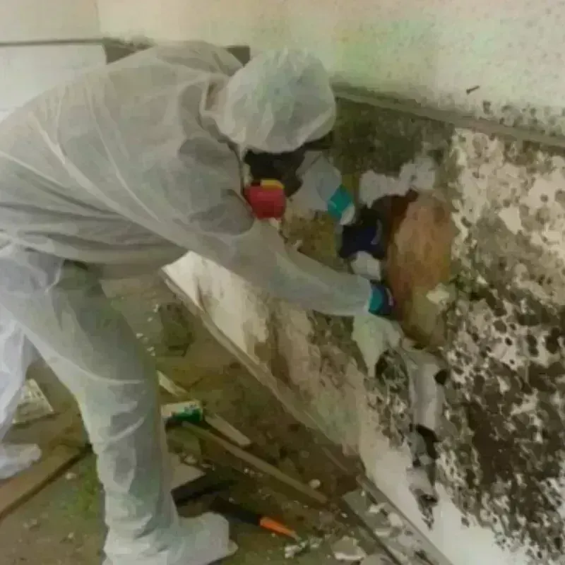 Mold Remediation and Removal in Royalton, PA